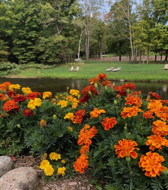 Fall Flowers Willowemoc Stream