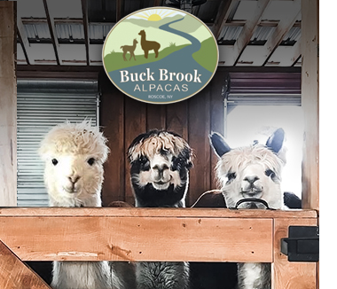 Alpaca Promo